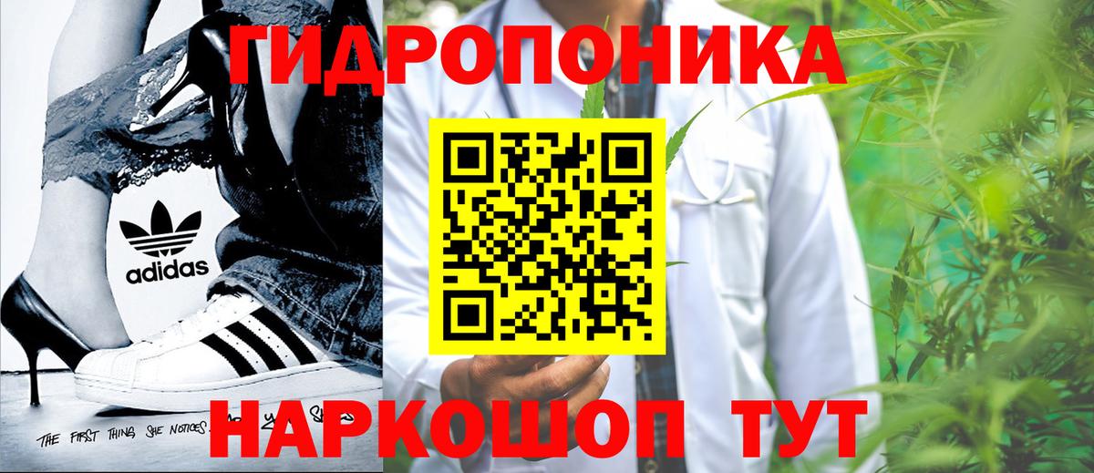 Шишки марихуана гибрид Сунжа